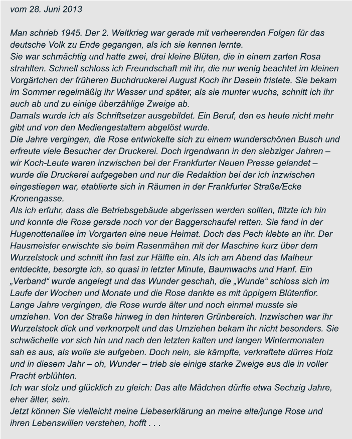 vom 28. Juni 2013  Man schrieb 1945. Der 2. Weltkrieg war gerade mit verheerenden Folgen für das  deutsche Volk zu Ende gegangen, als ich sie kennen lernte. Sie war schmächtig und hatte zwei, drei kleine Blüten, die in einem zarten Rosa  strahlten. Schnell schloss ich Freundschaft mit ihr, die nur wenig beachtet im kleinen  Vorgärtchen der früheren Buchdruckerei August Koch ihr Dasein fristete. Sie bekam  im Sommer regelmäßig ihr Wasser und später, als sie munter wuchs, schnitt ich ihr  auch ab und zu einige überzählige Zweige ab. Damals wurde ich als Schriftsetzer ausgebildet. Ein Beruf, den es heute nicht mehr  gibt und von den Mediengestaltern abgelöst wurde. Die Jahre vergingen, die Rose entwickelte sich zu einem wunderschönen Busch und  erfreute viele Besucher der Druckerei. Doch irgendwann in den siebziger Jahren –  wir Koch-Leute waren inzwischen bei der Frankfurter Neuen Presse gelandet –  wurde die Druckerei aufgegeben und nur die Redaktion bei der ich inzwischen  eingestiegen war, etablierte sich in Räumen in der Frankfurter Straße/Ecke  Kronengasse. Als ich erfuhr, dass die Betriebsgebäude abgerissen werden sollten, flitzte ich hin  und konnte die Rose gerade noch vor der Baggerschaufel retten. Sie fand in der  Hugenottenallee im Vorgarten eine neue Heimat. Doch das Pech klebte an ihr. Der  Hausmeister erwischte sie beim Rasenmähen mit der Maschine kurz über dem  Wurzelstock und schnitt ihn fast zur Hälfte ein. Als ich am Abend das Malheur  entdeckte, besorgte ich, so quasi in letzter Minute, Baumwachs und Hanf. Ein  „Verband“ wurde angelegt und das Wunder geschah, die „Wunde“ schloss sich im  Laufe der Wochen und Monate und die Rose dankte es mit üppigem Blütenflor.  Lange Jahre vergingen, die Rose wurde älter und noch einmal musste sie  umziehen. Von der Straße hinweg in den hinteren Grünbereich. Inzwischen war ihr  Wurzelstock dick und verknorpelt und das Umziehen bekam ihr nicht besonders. Sie  schwächelte vor sich hin und nach den letzten kalten und langen Wintermonaten  sah es aus, als wolle sie aufgeben. Doch nein, sie kämpfte, verkraftete dürres Holz  und in diesem Jahr – oh, Wunder – trieb sie einige starke Zweige aus die in voller  Pracht erblühten. Ich war stolz und glücklich zu gleich: Das alte Mädchen dürfte etwa Sechzig Jahre,  eher älter, sein. Jetzt können Sie vielleicht meine Liebeserklärung an meine alte/junge Rose und  ihren Lebenswillen verstehen, hofft . . .
