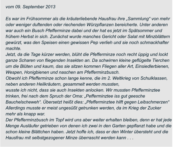 vom 09. September 2013  Es war im Frühsommer als die kräuterliebende Hausfrau ihre „Sammlung“ von mehr  oder weniger duftenden oder riechenden Würzpflanzen bereicherte. Unter anderen  war auch ein Busch Pfefferminze dabei und der hat es jetzt im Spätsommer und  frühem Herbst in sich. Zunächst wurde manches Gericht oder Salat mit Minzblättern  gewürzt, was den Speisen einen gewissen Pep verlieh und sie noch schmackhafter  machte. Jetzt, da die Tage kürzer werden, blüht die Pfefferminze noch recht üppig und lockt  ganze Scharen von fliegenden Insekten an. Da schwirren kleine geflügelte Tierchen  um die Blüten und kaum, das sie sitzen kommen Fliegen aller Art, Einsiedlerbienen,  Wespen, Honigbienen und naschen am Pfefferminzbusch. Obwohl ich Pfefferminze schon lange kenne, die im 2. Weltkrieg von Schulklassen,  neben anderen Heilkräutern, gesammelt werden mussten, wusste ich nicht, dass sie auch Insekten anlocken. Wir mussten Pfefferminztee  trinken, frei nach dem Spruch der Oma: „Pefferminztee iss gut geesche  Bauchelscheweh“. Übersetzt heißt dies: „Pfefferminztee hilft gegen Leibschmerzen“  Allerdings musste er meist ungesüßt getrunken werden, da im Krieg der Zucker  mehr als knapp war. Der Pfefferminzbusch im Topf wird uns aber weiter erhalten bleiben, denn er hat jede  Menge Ausläufer getrieben von denen ich zwei in den Garten gepflanzt habe und die  schon kleine Blättchen haben. Jetzt hoffe ich, dass er den Winter übersteht und die  Hausfrau mit selbstgezogener Minze überrascht werden kann . . .