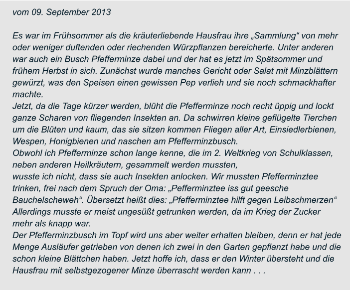 vom 09. September 2013  Es war im Frühsommer als die kräuterliebende Hausfrau ihre „Sammlung“ von mehr  oder weniger duftenden oder riechenden Würzpflanzen bereicherte. Unter anderen  war auch ein Busch Pfefferminze dabei und der hat es jetzt im Spätsommer und  frühem Herbst in sich. Zunächst wurde manches Gericht oder Salat mit Minzblättern  gewürzt, was den Speisen einen gewissen Pep verlieh und sie noch schmackhafter  machte. Jetzt, da die Tage kürzer werden, blüht die Pfefferminze noch recht üppig und lockt  ganze Scharen von fliegenden Insekten an. Da schwirren kleine geflügelte Tierchen  um die Blüten und kaum, das sie sitzen kommen Fliegen aller Art, Einsiedlerbienen,  Wespen, Honigbienen und naschen am Pfefferminzbusch. Obwohl ich Pfefferminze schon lange kenne, die im 2. Weltkrieg von Schulklassen,  neben anderen Heilkräutern, gesammelt werden mussten, wusste ich nicht, dass sie auch Insekten anlocken. Wir mussten Pfefferminztee  trinken, frei nach dem Spruch der Oma: „Pefferminztee iss gut geesche  Bauchelscheweh“. Übersetzt heißt dies: „Pfefferminztee hilft gegen Leibschmerzen“  Allerdings musste er meist ungesüßt getrunken werden, da im Krieg der Zucker  mehr als knapp war. Der Pfefferminzbusch im Topf wird uns aber weiter erhalten bleiben, denn er hat jede  Menge Ausläufer getrieben von denen ich zwei in den Garten gepflanzt habe und die  schon kleine Blättchen haben. Jetzt hoffe ich, dass er den Winter übersteht und die  Hausfrau mit selbstgezogener Minze überrascht werden kann . . .