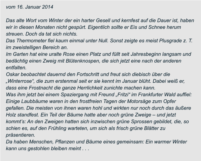 vom 16. Januar 2014  Das alte Wort vom Winter der ein harter Gesell und kernfest auf die Dauer ist, haben  wir in diesen Monaten nicht gespürt. Eigentlich sollte er Eis und Schnee herum  streuen. Doch da tat sich nichts. Das Thermometer fiel kaum einmal unter Null. Sonst zeigte es meist Plusgrade z. T.  im zweistelligen Bereich an. Im Garten hat eine uralte Rose einen Platz und füllt seit Jahresbeginn langsam und  bedächtig einen Zweig mit Blütenknospen, die sich jetzt eine nach der anderen  entfalten. Oskar beobachtet dauernd den Fortschritt und freut sich diebisch über die  „Winterrose“, die zum erstenmal seit er sie kennt im Januar blüht. Dabei weiß er,  dass eine Frostnacht die ganze Herrlichkeit zunichte machen kann. Was ihm jetzt bei einem Spaziergang mit Freund „Fritzi“ im Frankfurter Wald auffiel:  Einige Laubbäume waren in den frostfreien Tagen der Motorsäge zum Opfer  gefallen. Die meisten von ihnen waren hohl und wirkten nur noch durch das äußere  Holz standfest. Ein Teil der Bäume hatte aber noch grüne Zweige – und jetzt  kommt’s: An den Zweigen hatten sich inzwischen grüne Sprossen gebildet, die, so  schien es, auf den Frühling warteten, um sich als frisch grüne Blätter zu  präsentieren. Da haben Menschen, Pflanzen und Bäume eines gemeinsam: Ein warmer Winter  kann uns gestohlen bleiben meint . . .